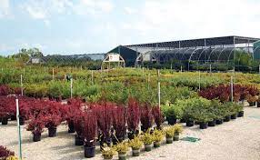 Johnson S Nursery Plant Local Garden Center Near Me Menomonee Falls Milwaukee Buy Plants 8 Perfect Plants Buy Plants Large Plants
