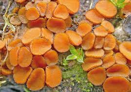 Image result for Erythrococca atrovirens