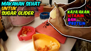 Opor ayam dan telur sop ayam tahu tempe wortel rebus (aman untuk gerd). Makanan Sehat Untuk Sugar Glider Youtube