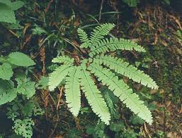 Image result for Adiantum mendoncae