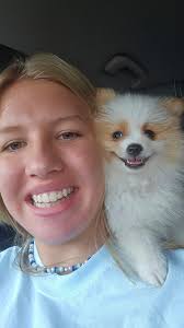 ISO a Merle Pom Houston area