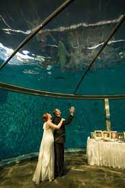 How Magical To Be With Your New Spouse And Have A Dolphin Swim Overhead Indianapolis Zoo Zoo Wedding Ocean Life