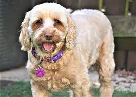 There are 7 male puppies in this litter. Miniature Cockapoo Puppies For Sale In Texas