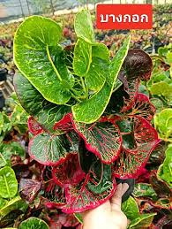 Image result for Codiaeum