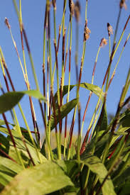 Image result for Carex cognata