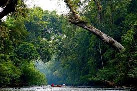 The name taman negara (national park) is synonymous with birdwatching in peninsular malaysia. Kuala Koh The Northern Entrance Of National Park Home Facebook