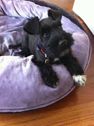 Black And White Schnauzer Everything About Fun Miniature Schnauzer Puppies Miniatureschnauzerwhite Miniatureschnauzers Min Miniature Schnauzer Puppies Schnauzer Puppy Schnauzer Dogs