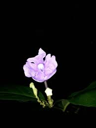 Image result for Pupalia grandiflora