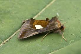 Image result for Autographa bractea