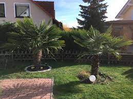 Viele palmen sind etwas anfällig für schädlinge wie spinnmilben, wollläuse oder schildläuse. Palmen In Sud Thuringen Merloy