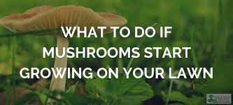 Mushrooms grow because of an abundance of lime which is a base. What To Do If Mushrooms Start Growing On Your Lawn