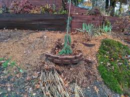 Norfolk island pine trees are commonly used as those cute, little houseplant christmas trees that you can buy around the holidays. Planting Pine Tree On A Hill
