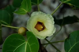 Image result for Azanza lampas