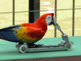 Kuala lumpur bird park is very interesting, because not only is the kuala lumpur city center filled with buildings and shopping centers, but it also provides many interesting tourist destination. We Went On A Rainy Day Review Of Kuala Lumpur Bird Park Kuala Lumpur Malaysia Tripadvisor