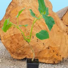Quando ir, como ir, o que visitar e muitas outras. Hybrid Paulownia Tree Europe S NÂº1 Supplier Ipaulownia