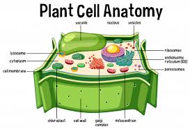 Check spelling or type a new query. What Is Cell Wall Made Up Of