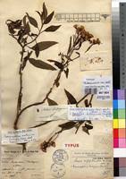 Image result for Crassocephalum montuosum