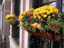 Versatile and hardy, we have plants for the garden and indoors that can all be delivered to you. Cheap And Easy Fall Window Boxes Ideas 52 Fall Window Boxes Container Flowers Fall Container Gardens