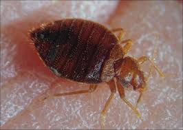 No toxic chemicals, no odor, no stains. How Long Do Bed Bugs Live Inside Of A Home Pestseek