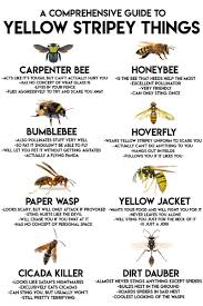 know your bee haerr trippin