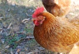 2 Ans Avec Nos Poules Poulets De Basse Cour Poulets Poule