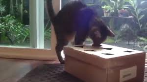 Be sure to place bottom edge of the cup in line with the hole if your cats are not master foragers. Cats Homemade Food Puzzle Youtube