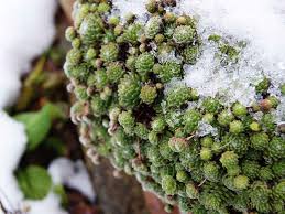 We did not find results for: How To Protect Potted Plants From Winter Frost Rain Saga