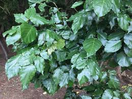 Image result for Millettia pinnata