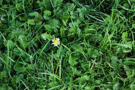 Feb 18, 2019 · there are a few ways you can get rid of dandelions permanently without using roundup or other herbicides. How To Kill Weeds Without Killing Grass This Old House