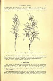 Image result for Plinthus cryptocarpus