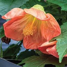 Image result for Abutilon grantii