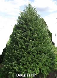 Christmas Tree Varieties Photos And Information To Choose