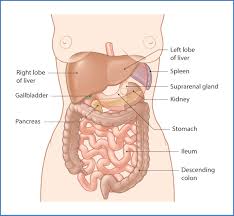 The pancreas is an elongated, accessory digestive organ that sits directly behind the stomach at the level of the transpyloric plane or the l1 and l2 vertebral bodies. Abdominal Organs Basicmedical Key