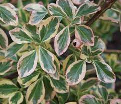 Maybe you would like to learn more about one of these? Euonymus Evergreen Pruning Winter Care And Fertilizing Hawks Landscape Inc