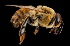 How To Identify Different Types Of Bees Mnn Mother