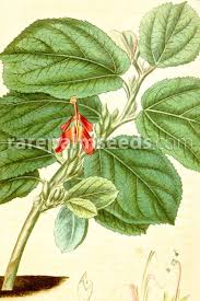 Image result for Helicteres