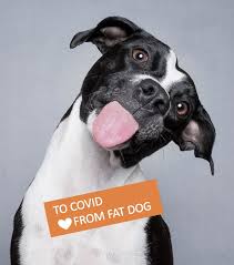 10,107 free photos of cute dogs. Fat Dog Cafe And Bar Photos Facebook