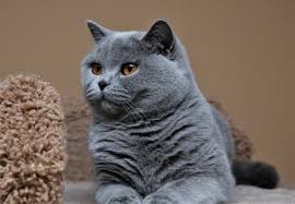 Kucing british shorthair adalah salah satu spesies kucing berbulu pendek yang banyak dipelihara manusia. Kucing American Shorthair Off 78 Www Usushimd Com