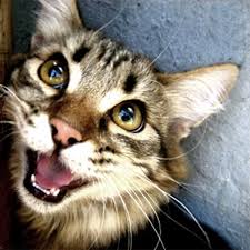 Herbert Shen (@gsjjiq)