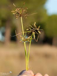 Image result for Pycreus flavescens