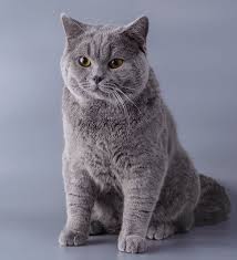 Americans took little notice of the british shorthair until the 1960s. English Cat Breeds British Blue Cat Blue Cats Cat Breeds