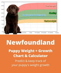 Below is a sample search of our newfoundland breeders with puppies for sale. Newfoundland Weight Growth Chart 2021 How Heavy Will My Newfoundland Weigh The Goody Pet