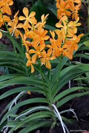 Ascoarachnis Shah Alam City Orange National Orchid Garden Singapore Botanic Gardens Singapore Orchideen Und Natur