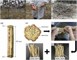 Image result for Ancylobothrys robusta