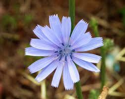 Image result for Cichorium