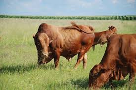 Afrikaner Cattle Breeders Society Of South Africa Afrikaner Beestelersgenootskap Van Suid Afrika Cattle Miniature Cow Breeds Breeds