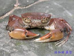 Image result for Hippocratea crenata