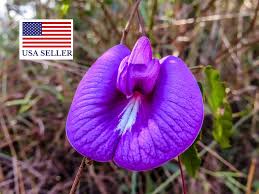 Image result for Centrosema