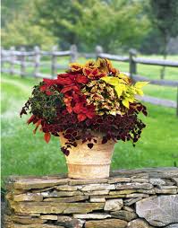Image result for Coleus shirensis