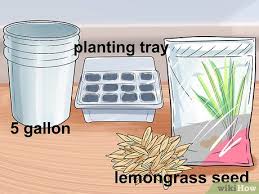 It does not like to have 'wet feet'. 3 Ways To Cultivate Lemongrass Wikihow